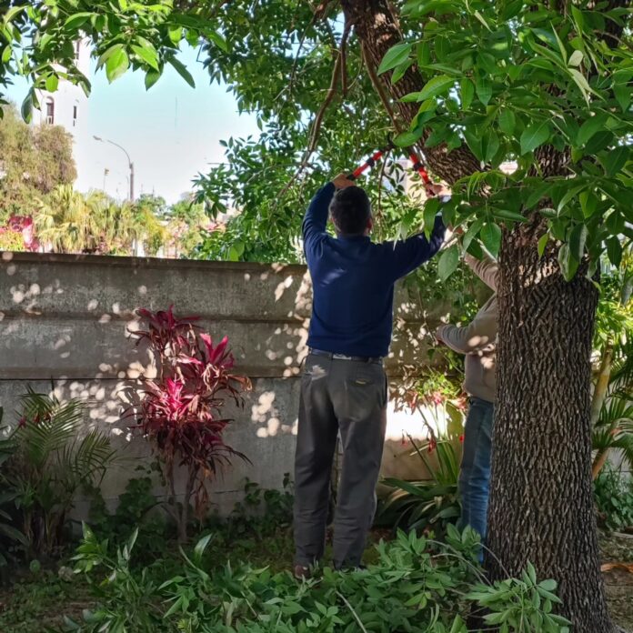 final temporada de poda ilustracion nota a Adriana Gomez Arizaga