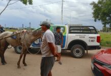 POLICÍA APREHENDE A UNA PERSONA POR MALTRATO ANIMAL