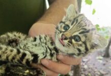 EL PRIAR RESCATÓ A UNA CRÍA DE GATO MONTÉS EN UNA VIVIENDA