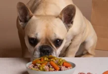 Alimentos prohibidos para perros y gatos: lo que nunca deberías darles aunque lo pidan