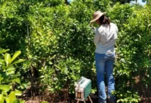 Las ventas de yerba mate superaron los 46 millones de kilos en el primer bimestre