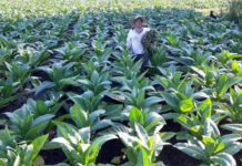 APRUEBAN FONDOS PARA COMENZAR A SALDAR LO ADEUDADO POR SOBREPRECIO DE TABACO CAMPAÑA 2025