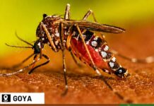 PROGRAMA DENGUE