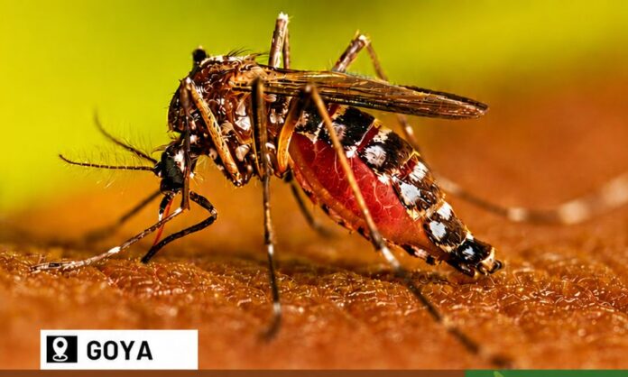 capacitacion dengue flyr