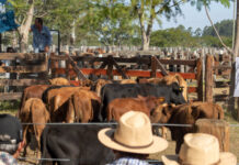 RÉCORD DE PARTICIPACIÓN EN GOYA PARA LA 16° EDICIÓN DEL REMATE DE PEQUEÑOS PRODUCTORES