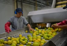 La cosecha del limón impulsa exportaciones millonarias en Corrientes