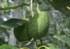 Corrientes consolida una de las mayores producciones de palta y mamón
