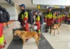 Perros rescatistas tienen un papel protagónico tras los sismos en Venezuela