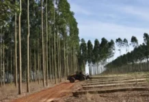 La nueva sociedad del NEA: qué gana Corrientes al acercarse a Misiones