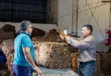 Corrientes consolida una exitosa campaña tabacalera