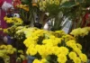 Flores amarillas, la tradición que se repite cada 21 de septiembre