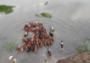 La crecida del Paraná superó la cota de evacuación en Corrientes y moviliza a ganaderos