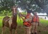 CORRIENTES: PREFECTURA ASISTIÓ A POBLADORES ANTE LA CRECIENTE DEL RÍO PARANÁ Y RESCATÓ A UN CABALLO EN ISLA LAS DAMAS
