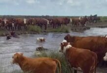 En Santa Fe y el Litoral, hay más de 900.000 vacas en riesgo ante la crecida de los ríos generada por El Niño